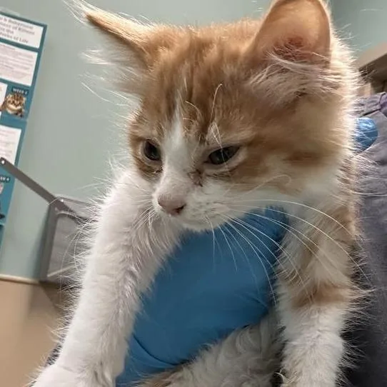 A baby small-sized male Orange / Red Domestic Long Hair cat named Buster for adoption in Tacoma, WA