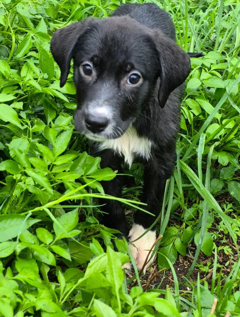 A baby large-sized female Anatolian Shepherd dog named Anna for adoption in Sanford, FL
