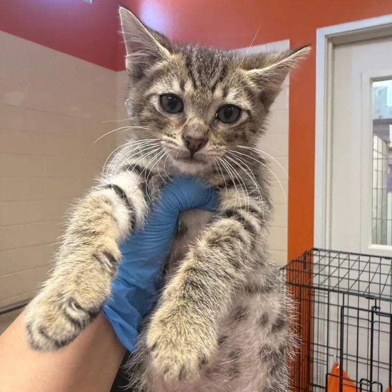 A baby medium-sized male Brown / Chocolate Domestic Short Hair cat named Xaden for adoption in Westminster, CA