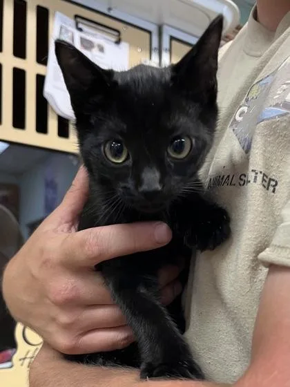 A baby small-sized male Domestic Short Hair cat named Fezzik $ for adoption in Seneca, SC