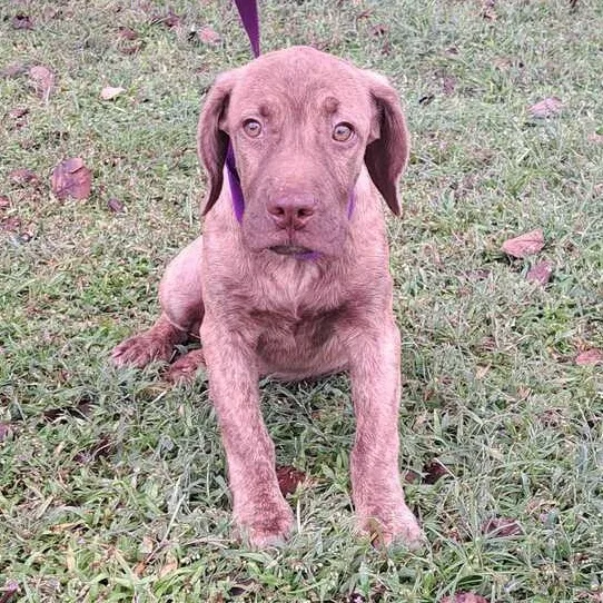 A baby medium-sized male Red / Chestnut / Orange English Bulldog dog named Rusty for adoption in Valdosta, GA