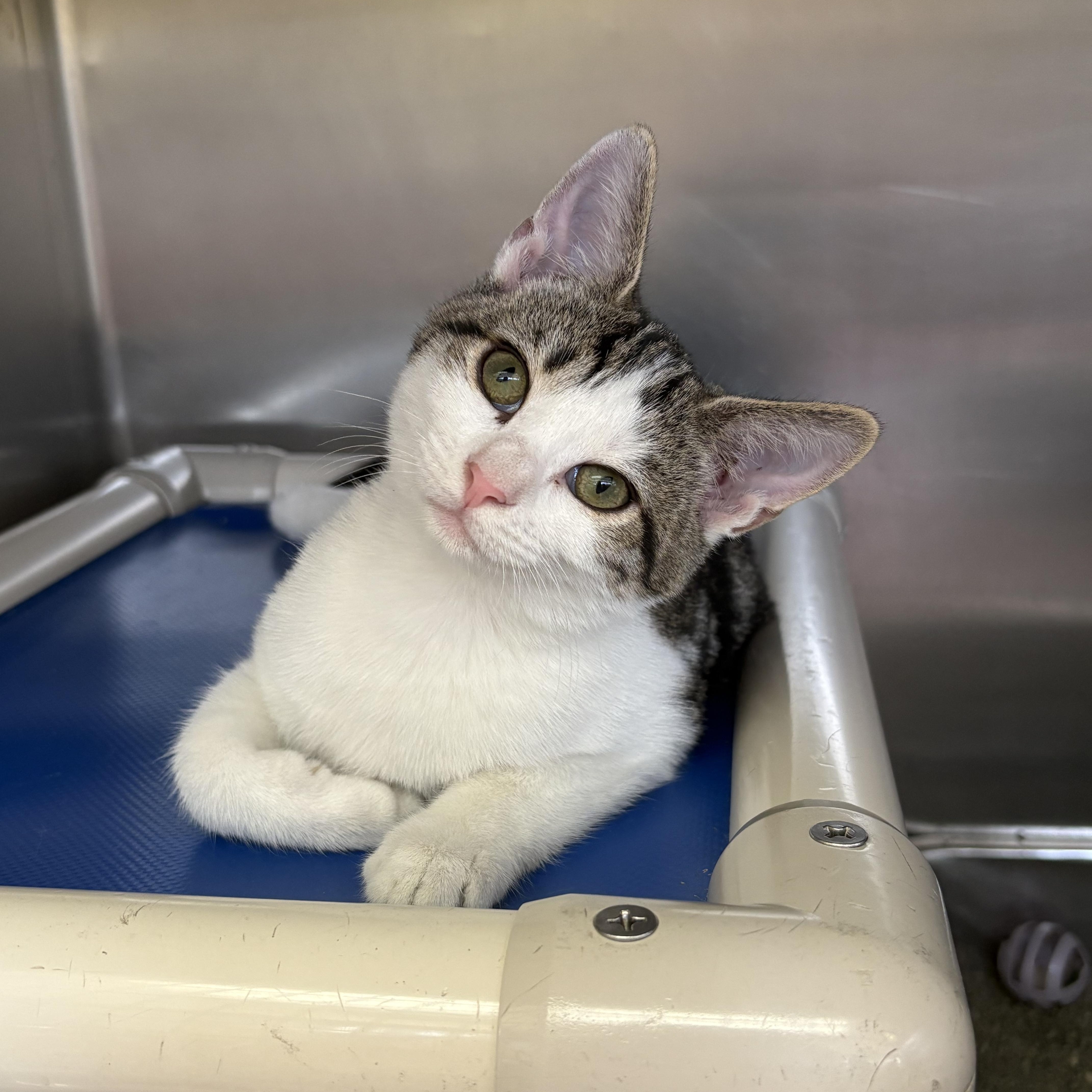 A baby medium-sized female Tabby (Brown / Chocolate) Domestic Short Hair cat named Alice for adoption in Wantagh, NY