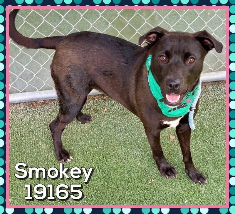 Smokey
