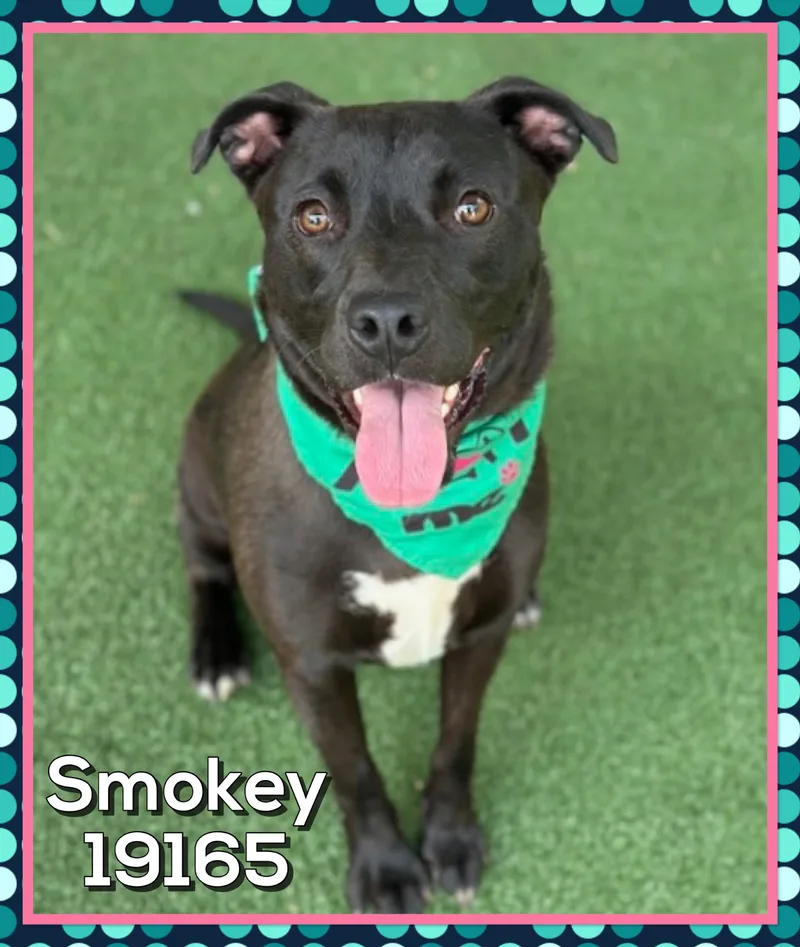 Smokey thumbnail 2