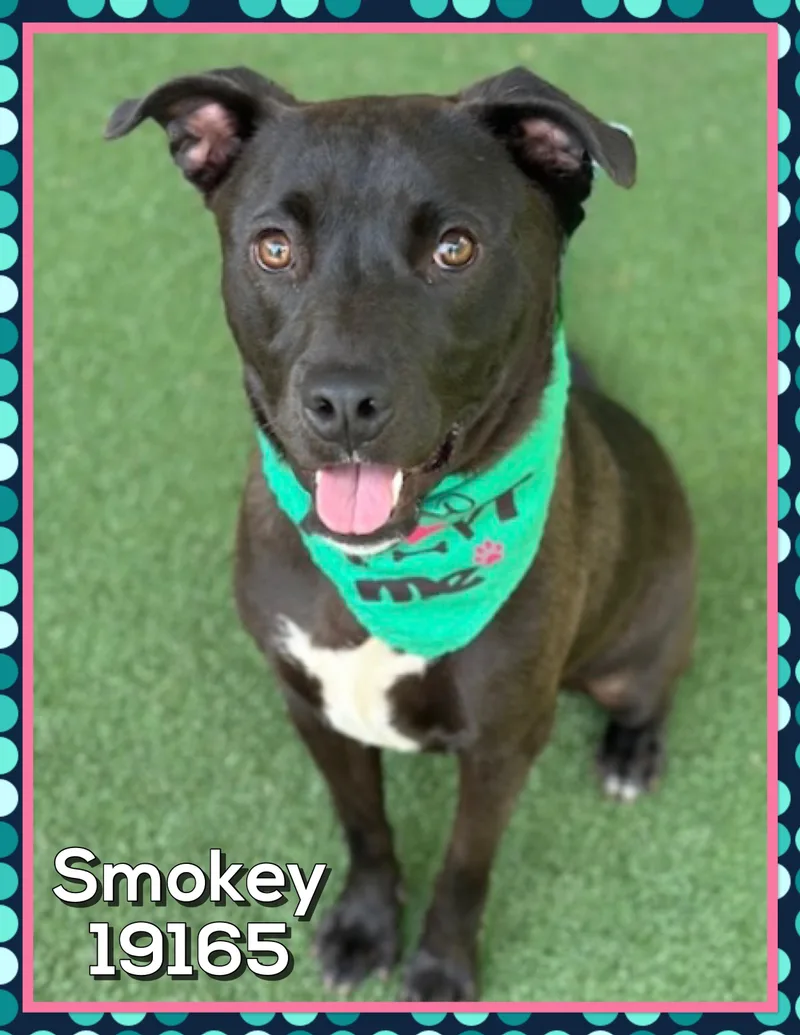 Smokey thumbnail 4