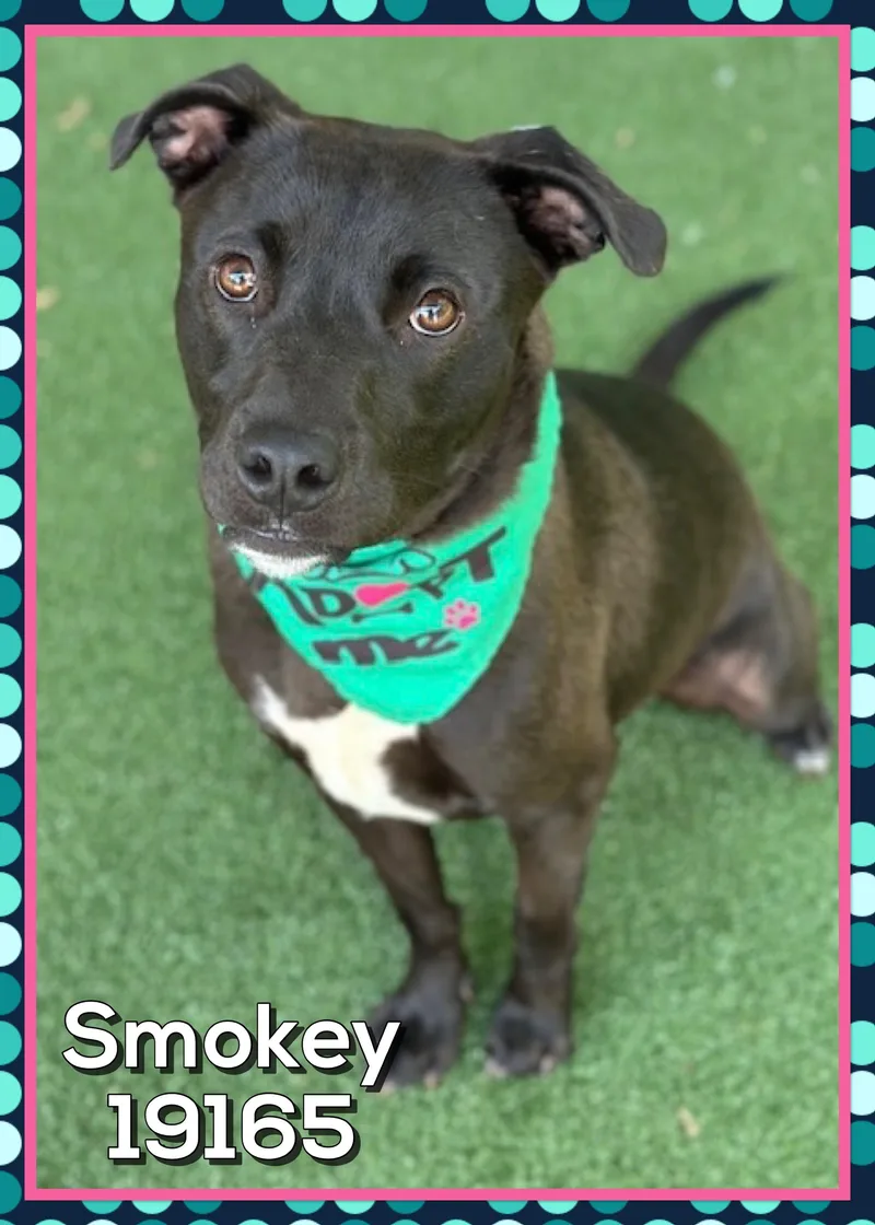 Smokey thumbnail 5