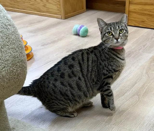 An adult medium-sized female Tabby (Brown / Chocolate) Domestic Short Hair cat named Savannah for adoption in Medina, OH