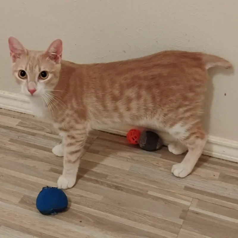 A baby medium-sized male Tabby cat named Ollie stubbytailed for adoption in Houston, TX