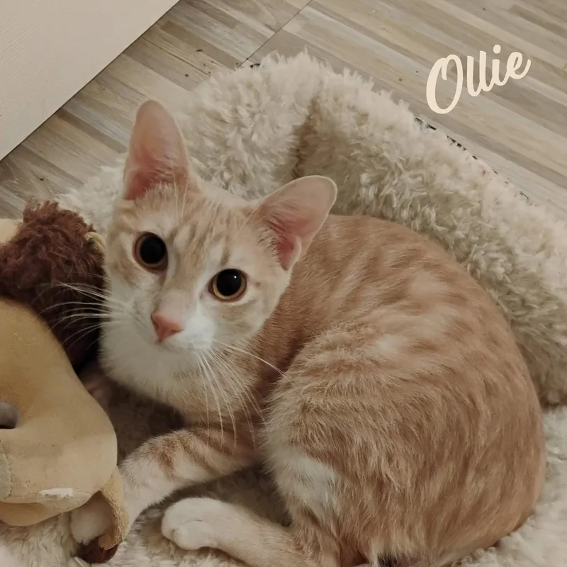 Ollie stubbytailed thumbnail 3