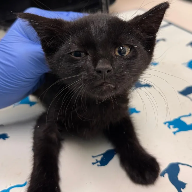 A baby small-sized male Black Domestic Short Hair cat named Gromble for adoption in Lynchburg, VA