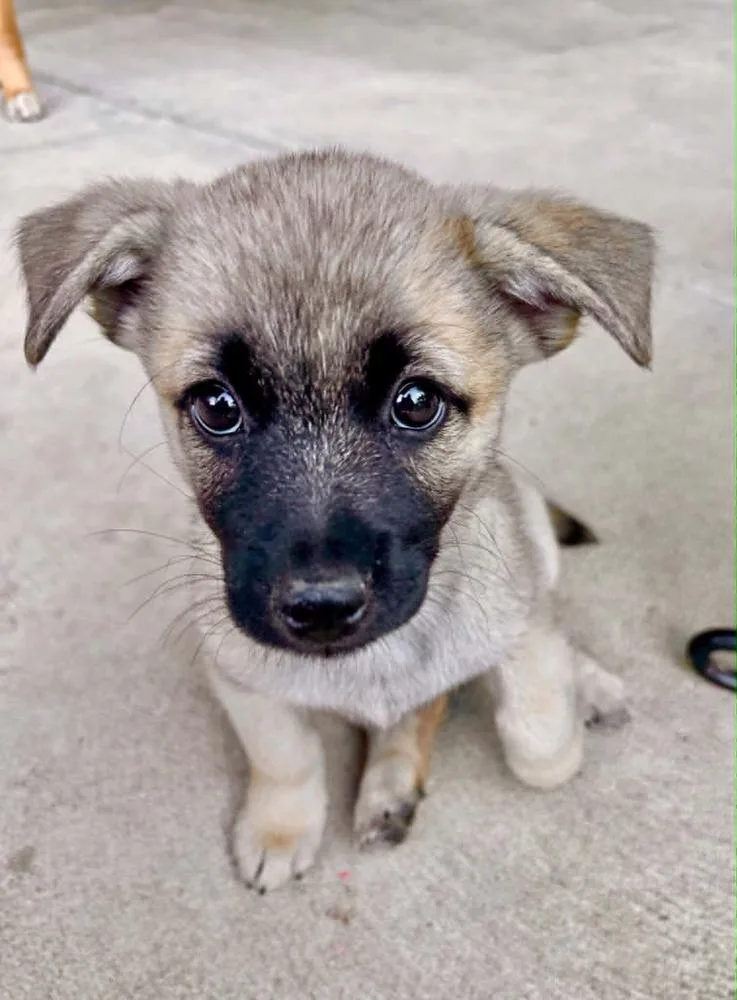 A baby medium-sized female Tricolor (Brown, Black, & White) Collie dog named Sadie for adoption in Boulder, CO
