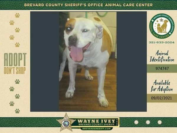 A senior large-sized male Mixed Breed dog named Duke for adoption in Melbourne, FL