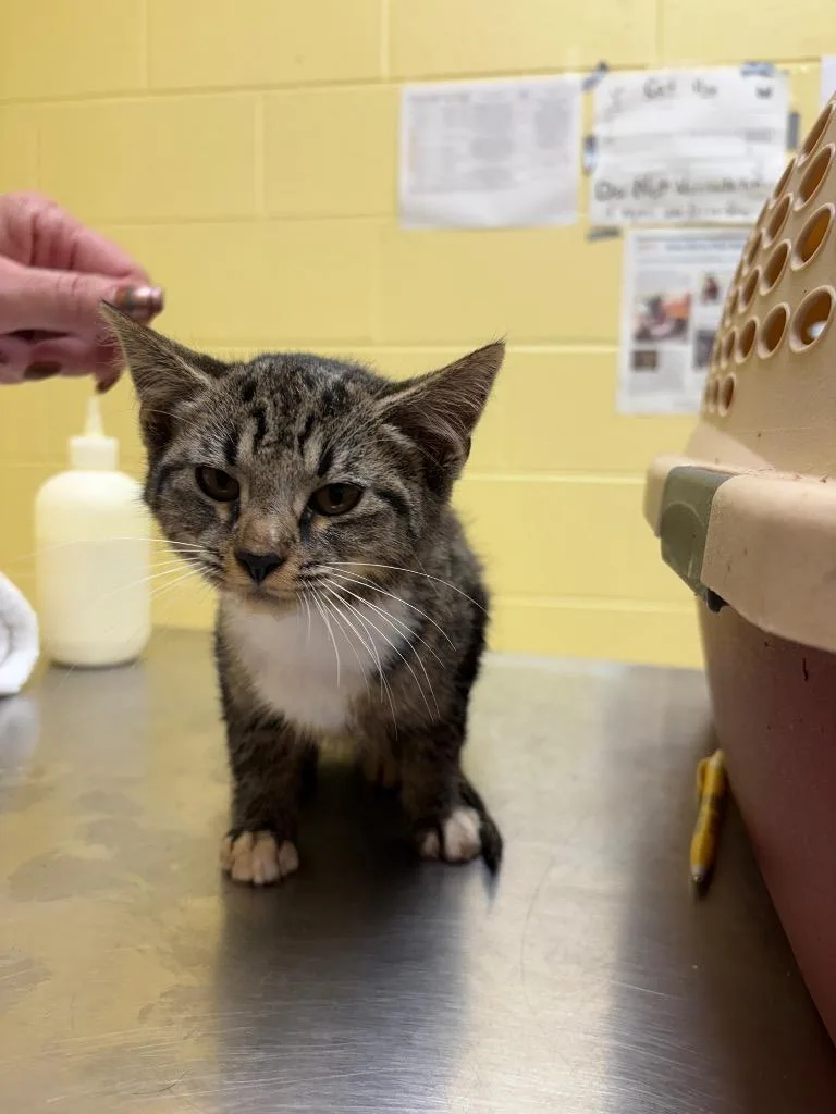 A baby small-sized female Domestic Short Hair cat named Hex for adoption in Crossville, TN
