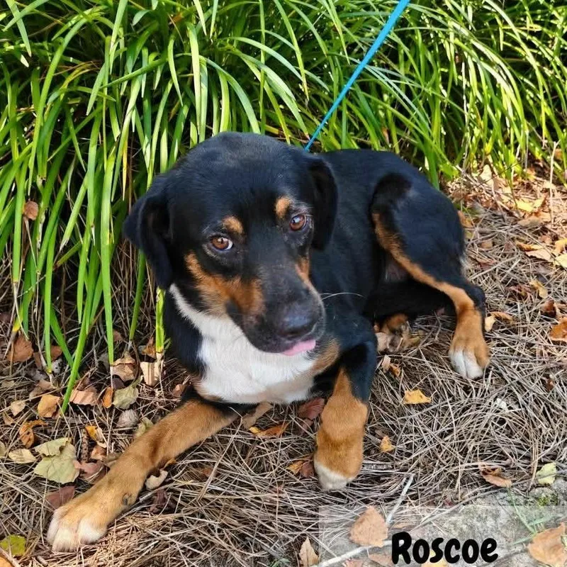 An adult medium-sized male Black Mixed Breed dog named Roscoe for adoption in Buffalo, MN