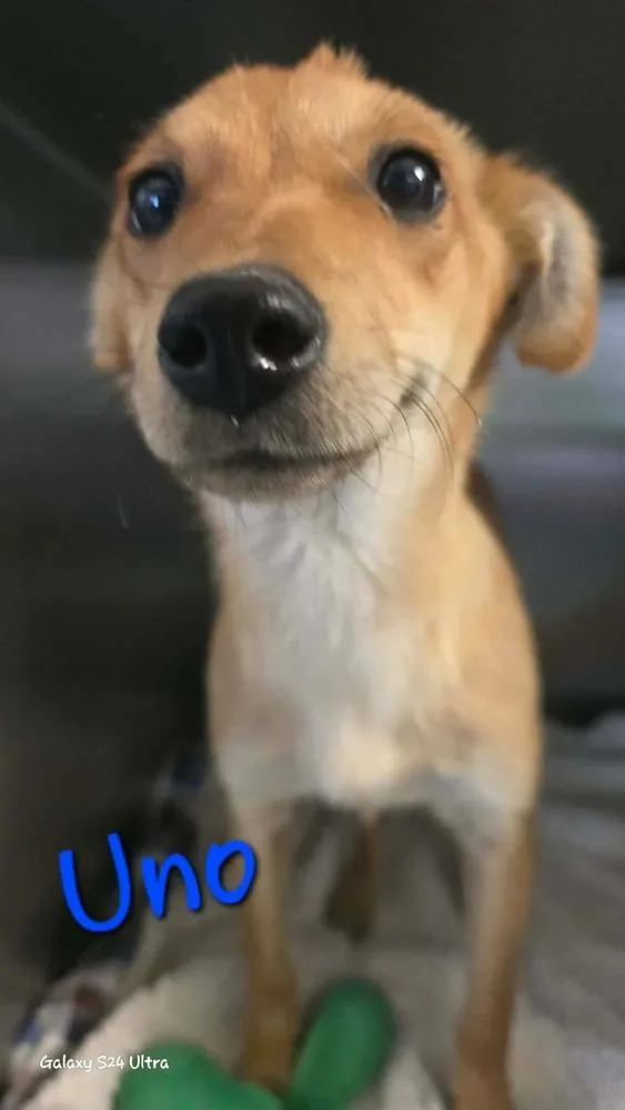 Lh  Uno