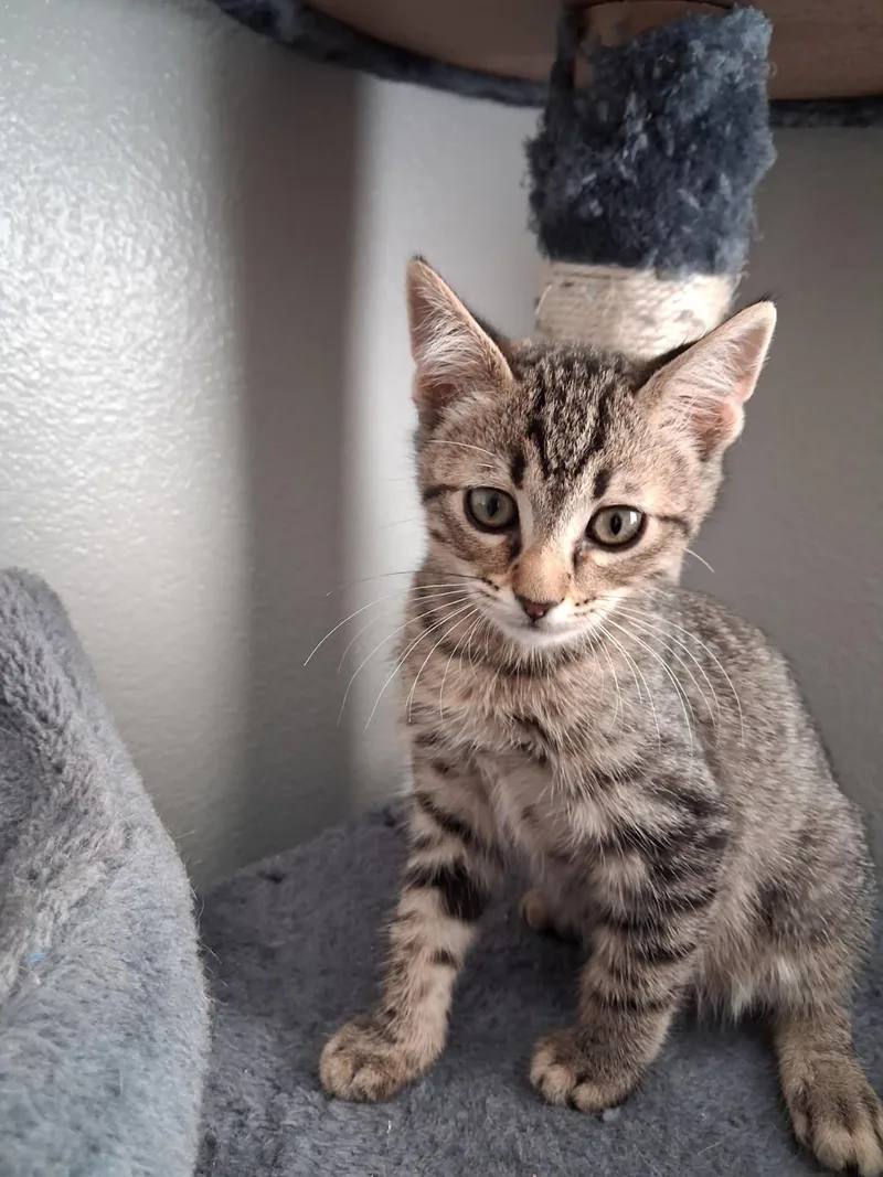 A baby small-sized male Brown / Chocolate Domestic Short Hair cat named Swan for adoption in La Jolla, CA