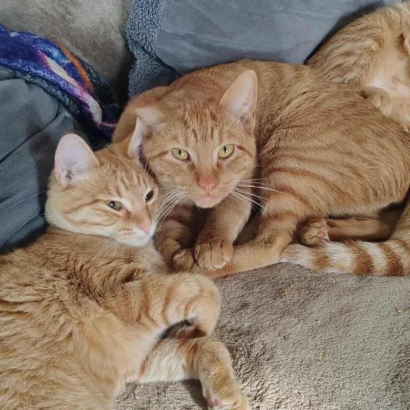 A young small-sized male Orange / Red Domestic Short Hair cat named Cheeto for adoption in Rochester, MN