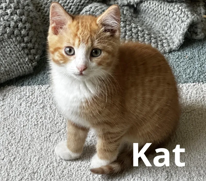 A baby small-sized male Orange & White Domestic Short Hair cat named Kit & Kat for adoption in Kenosha, WI