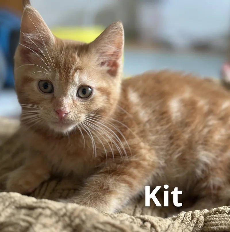 Kit & Kat thumbnail 2