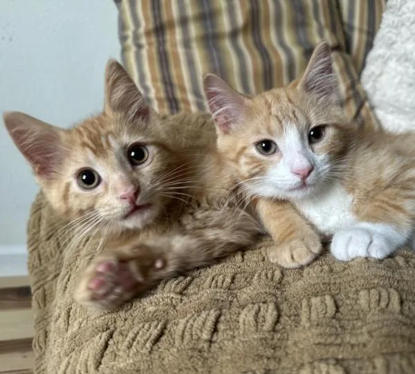 Kit & Kat thumbnail 3