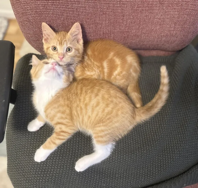 Kit & Kat thumbnail 4