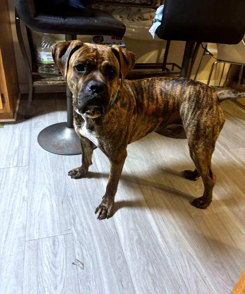 A young large-sized male Brindle Boxer dog named Zeus for adoption in Petersburg, VA