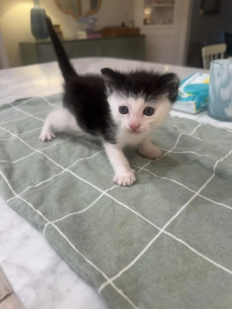 A baby medium-sized male Black & White / Tuxedo Domestic Short Hair cat named Monkey for adoption in Emerald Isle, NC