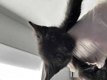 A baby small-sized male Domestic Short Hair cat named Orion for adoption in West Chester, PA