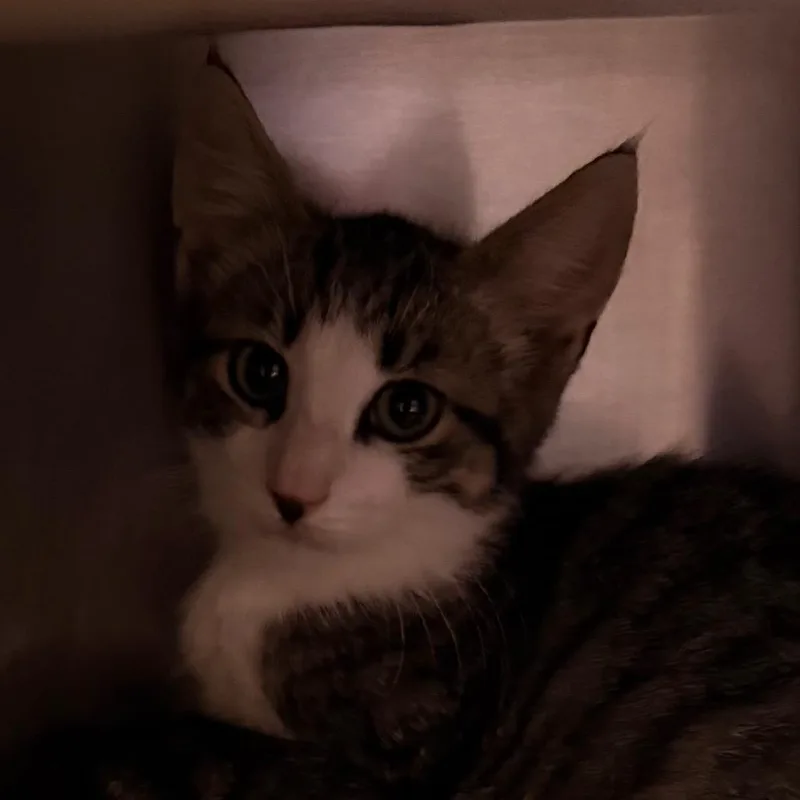 A baby small-sized male Brown / Chocolate Domestic Short Hair cat named Ultimate Taco for adoption in Wilmington, DE