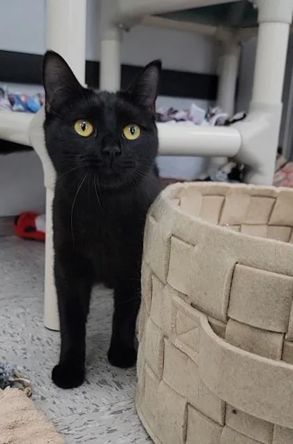 An adult medium-sized female Domestic Short Hair cat named Myrna for adoption in Elmira, NY