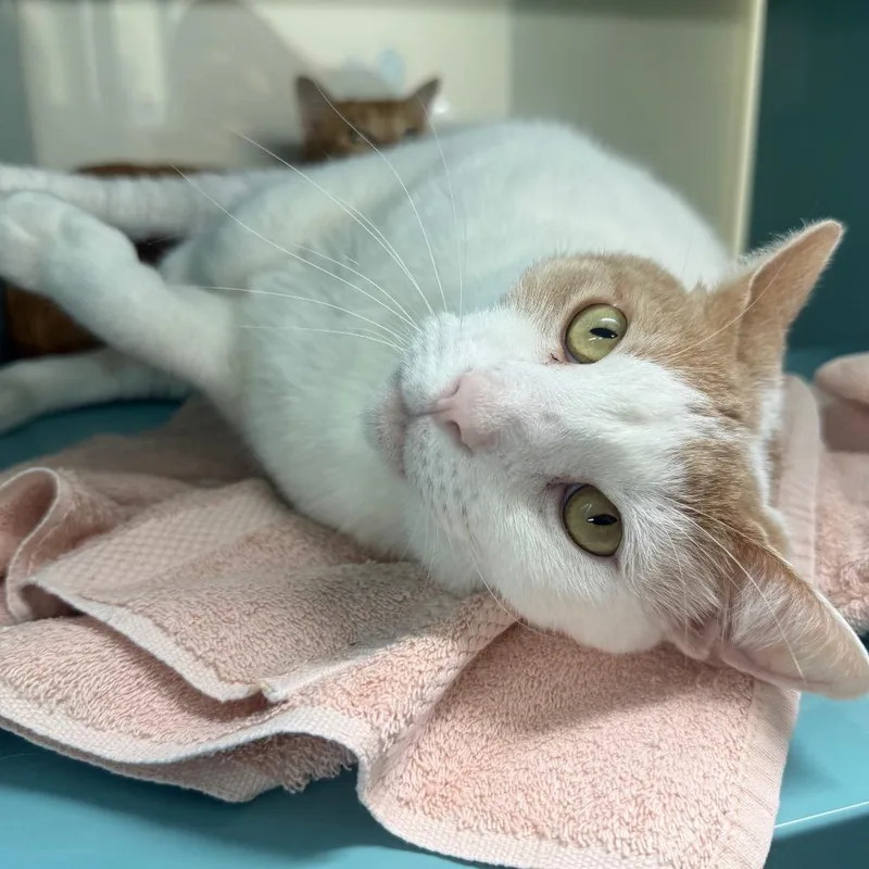 An adult large-sized male Orange / Red Domestic Short Hair cat named Rufus for adoption in Lauderhill, FL