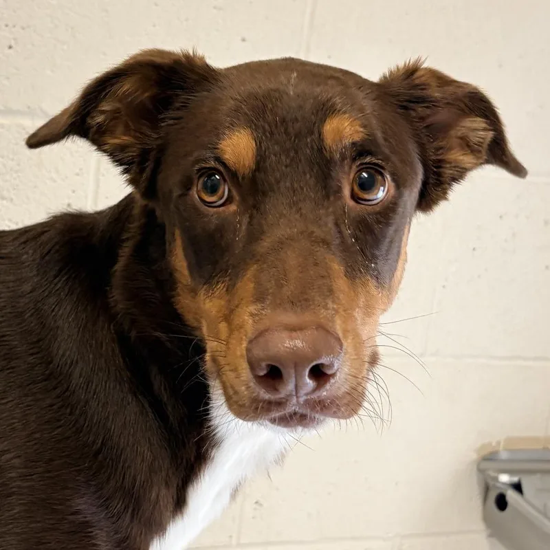 An adult medium-sized male Brown / Chocolate Doberman Pinscher dog named Bongo for adoption in Wickenburg, AZ
