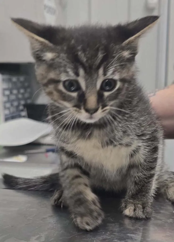 A baby small-sized female Domestic Short Hair cat named Magie for adoption in Hillsdale, IN