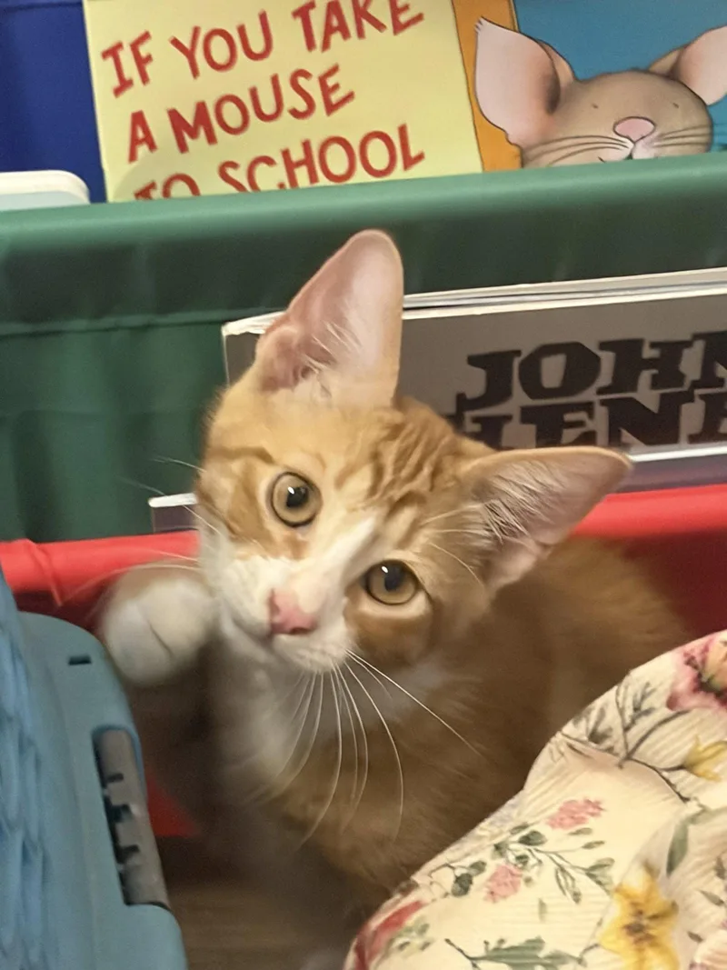 A baby medium-sized male Orange & White Domestic Short Hair cat named Milo for adoption in Social Circle, GA