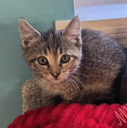 A baby small-sized female Domestic Short Hair cat named Dot for adoption in Hobart, IN