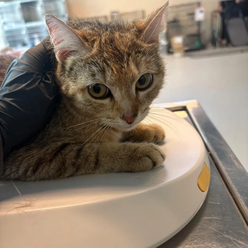 An adult medium-sized female Calico Domestic Short Hair cat named Canary for adoption in Huntington, WV