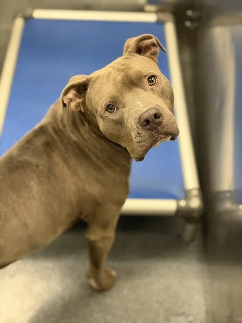 A young large-sized male Mixed Breed dog named Toney for adoption in Dallas, TX