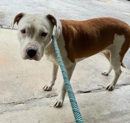 An adult large-sized female Pit Bull Terrier dog named Hannah for adoption in Gainesville, FL