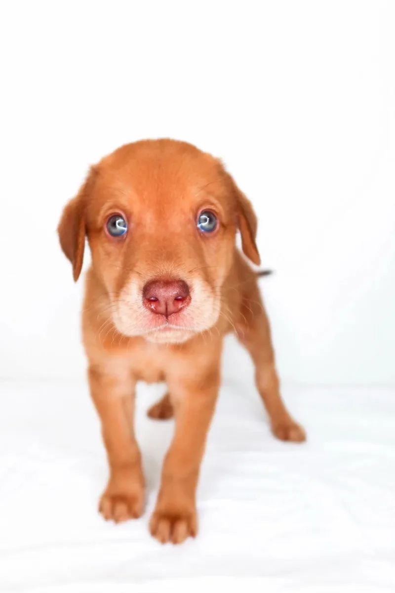 A baby medium-sized male Red / Chestnut / Orange Labrador Retriever dog named Lochlan for adoption in Bixby, OK