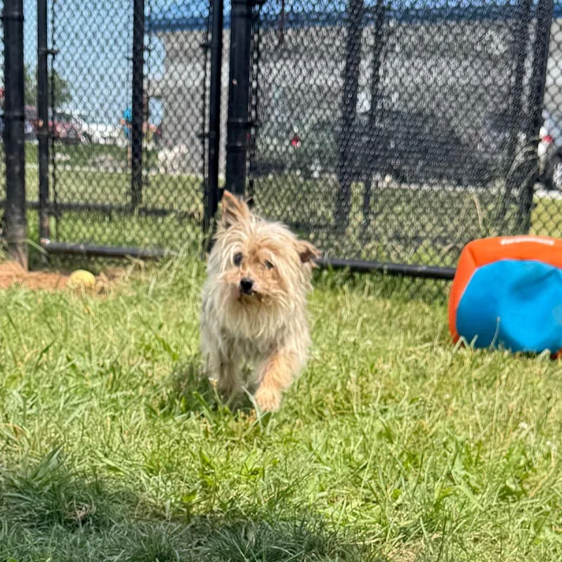 A senior small-sized male Black Yorkshire Terrier dog named Gumby for adoption in York, PA
