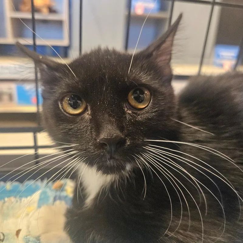 A baby small-sized female Black Domestic Short Hair cat named Vinny for adoption in Grantsville, UT