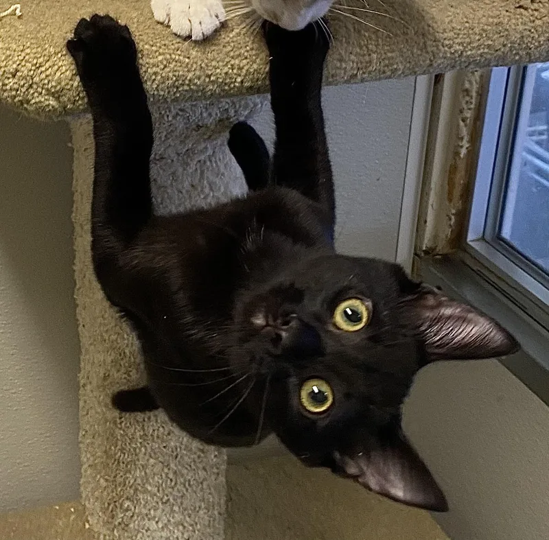 A baby medium-sized male Black Domestic Short Hair cat named Roswell for adoption in Los Angeles, CA
