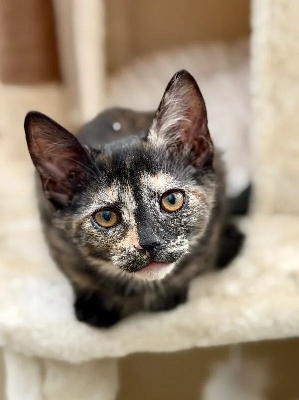 A baby small-sized female Black Tortoiseshell cat named Lilly  Hannah Montana for adoption in Anthem, AZ