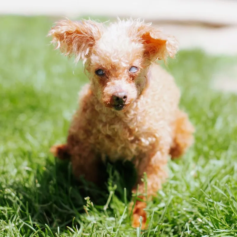 Roxie Woxie Wittle Girl thumbnail 2