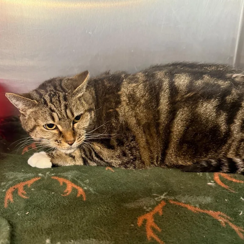An adult large-sized female Brown / Chocolate Domestic Short Hair cat named Leafpool for adoption in Spokane, WA