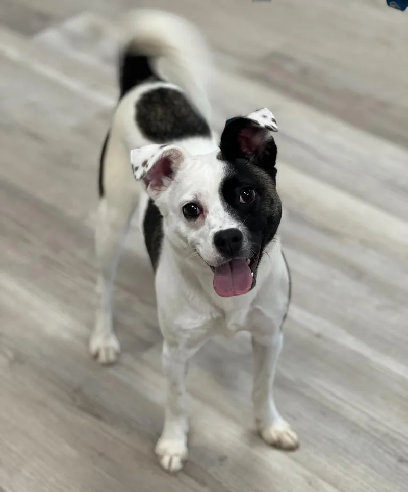 A young small-sized female Tricolor (Brown, Black, & White) Jack Russell Terrier dog named Kokomo for adoption in Jamestown, CA