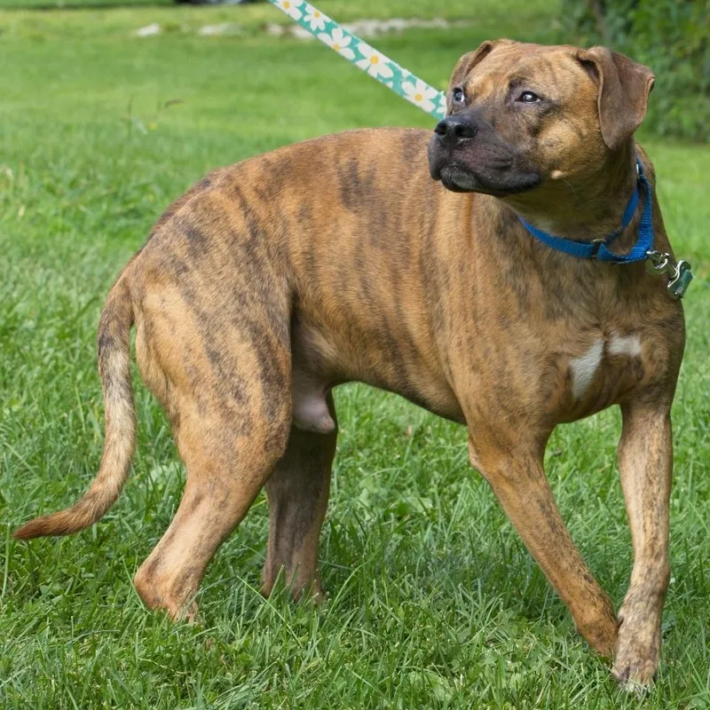 An adult large-sized male Black Plott Hound dog named Hudson for adoption in South Elgin, IL