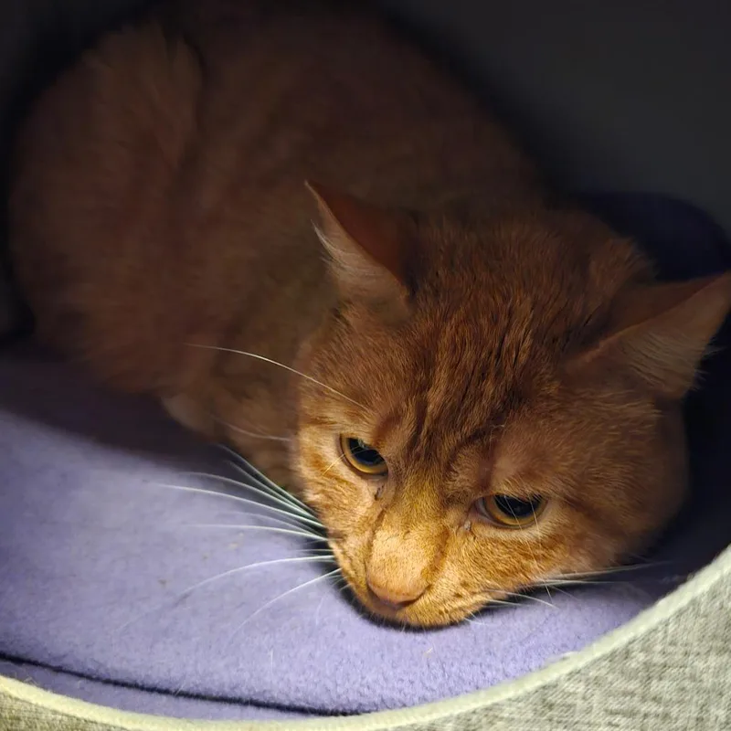 An adult medium-sized male Domestic Short Hair cat named Kiki for adoption in Brownsville, VT