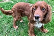 An adult medium-sized male Brown / Chocolate Spaniel dog named Ruger for adoption in Marion, MA