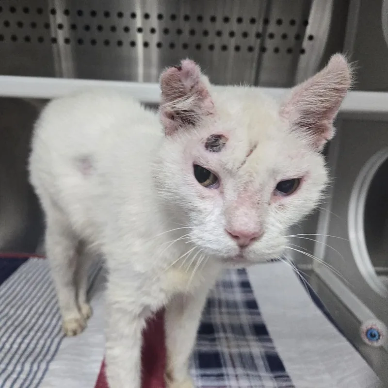 A young medium-sized male White Domestic Short Hair cat named Ambrose for adoption in Lake Panasoffkee, FL